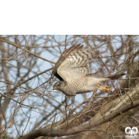 گونه قرقی Eurasian Sparrowhawk